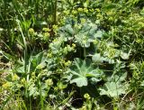 Alchemilla monticola