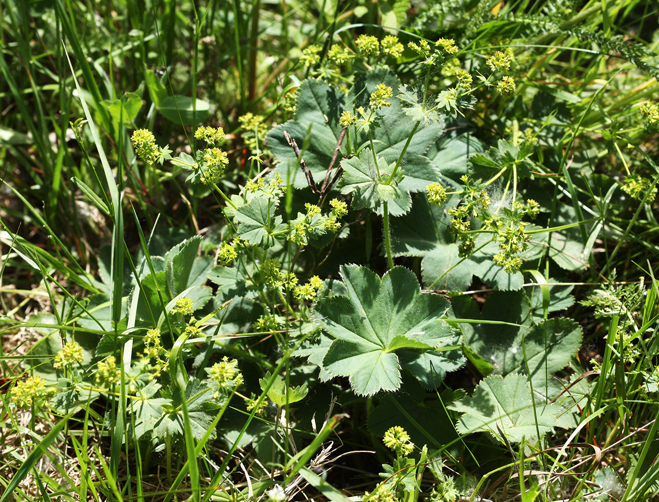 Изображение особи Alchemilla monticola.