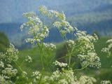 Anthriscus sylvestris variety nemorosa. Верхушка цветущего растения. Адыгея, Кавказский биосферный заповедник, долина р. Армянки (Инструкторская Щель), ≈ 2100 м н.у.м., субальпийский луг. 28.06.2023.