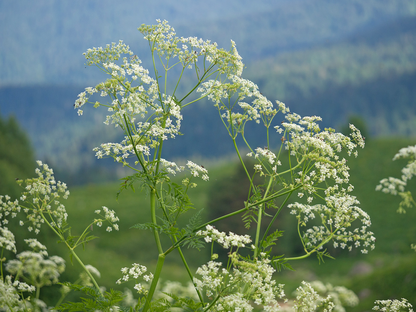 Изображение особи Anthriscus sylvestris var. nemorosa.