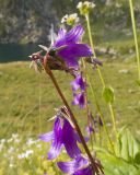 Campanula rapunculoides