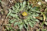 Inula rhizocephala