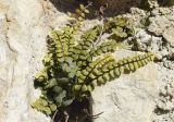 Asplenium trichomanes. Вегетирующее растение в сообществе с Asplenium ruta-muraria (тёмно-зелёные вайи внизу). Испания, автономное сообщество Каталония, провинция Жирона, комарка Альт-Эмпорда, муниципалитет Альбанья, руины Monestir de sant Llorenç de Sous, 855 м н.у.м., выветренные швы в древней каменной кладке. 19.02.2023.