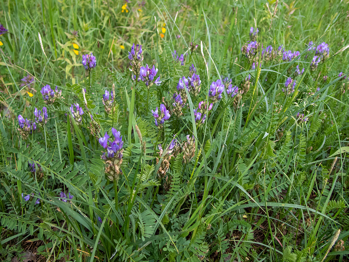 Изображение особи Astragalus danicus.