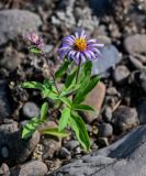 Aster sibiricus