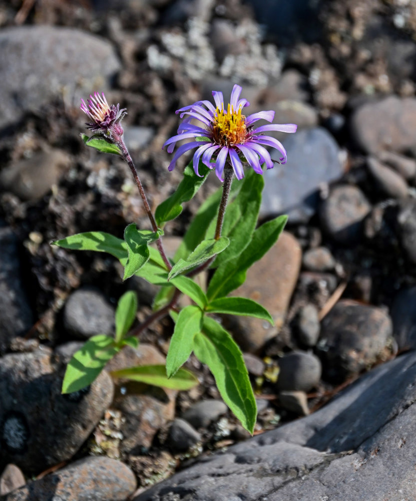 Изображение особи Aster sibiricus.