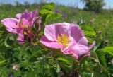 Rosa glabrifolia. Верхняя часть побега с цветками. Луганская народная республика, г. Луганск, окр. пос. Видное, лесополоса в степи. 29.05.2017.