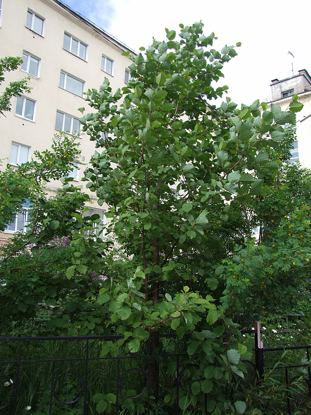 Image of Alnus hirsuta specimen.