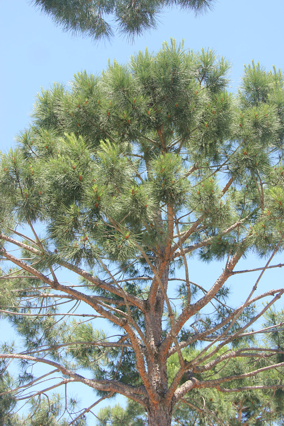 Image of Pinus pinea specimen.