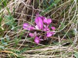 Astragalus testiculatus. Соцветие. Самарская обл., Похвистневский р-н, западный степной склон горы Копейка. 03.05.2023.