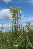 Senecio jacobaea. Цветущее растение в сообществе с цветущими Achillea millefolium, плодоносящими Cirsium arvense и Phleum pratense. Беларусь, Витебская обл., окр. пос. Езерище, используемый под выпас(?) суходольный луг. 31.07.2023.