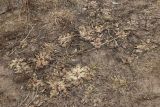 Oenothera rubricaulis