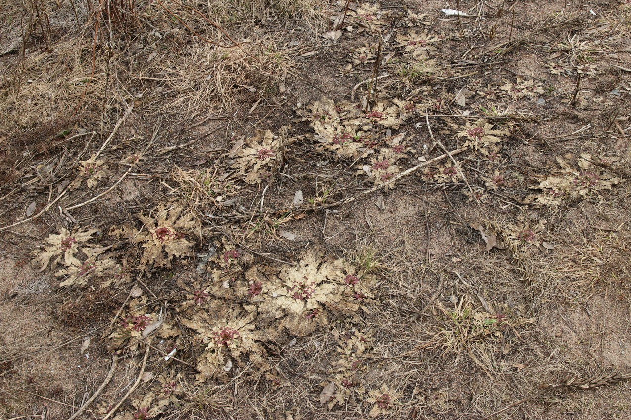 Изображение особи Oenothera rubricaulis.