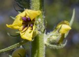 Verbascum boerhavii. Увядающий цветок. Испания, автономное сообщество Каталония, провинция Жирона, комарка Баш Эмпорда, муниципалитет Санта-Кристина-де-Аро, окр. памятника Долмен ла-Кова-ден-Диана, дубовый (Quercus suber) лес, кучи растительного мусора от расчистки просеки. 21.04.2024.