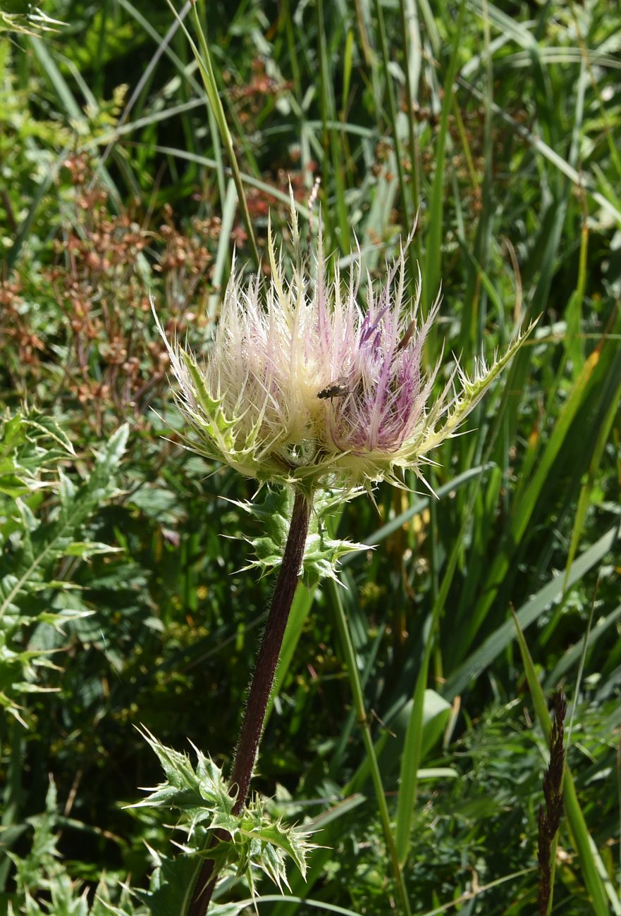 Image of Cirsium obvallatum specimen.