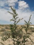 Salsola arbuscula