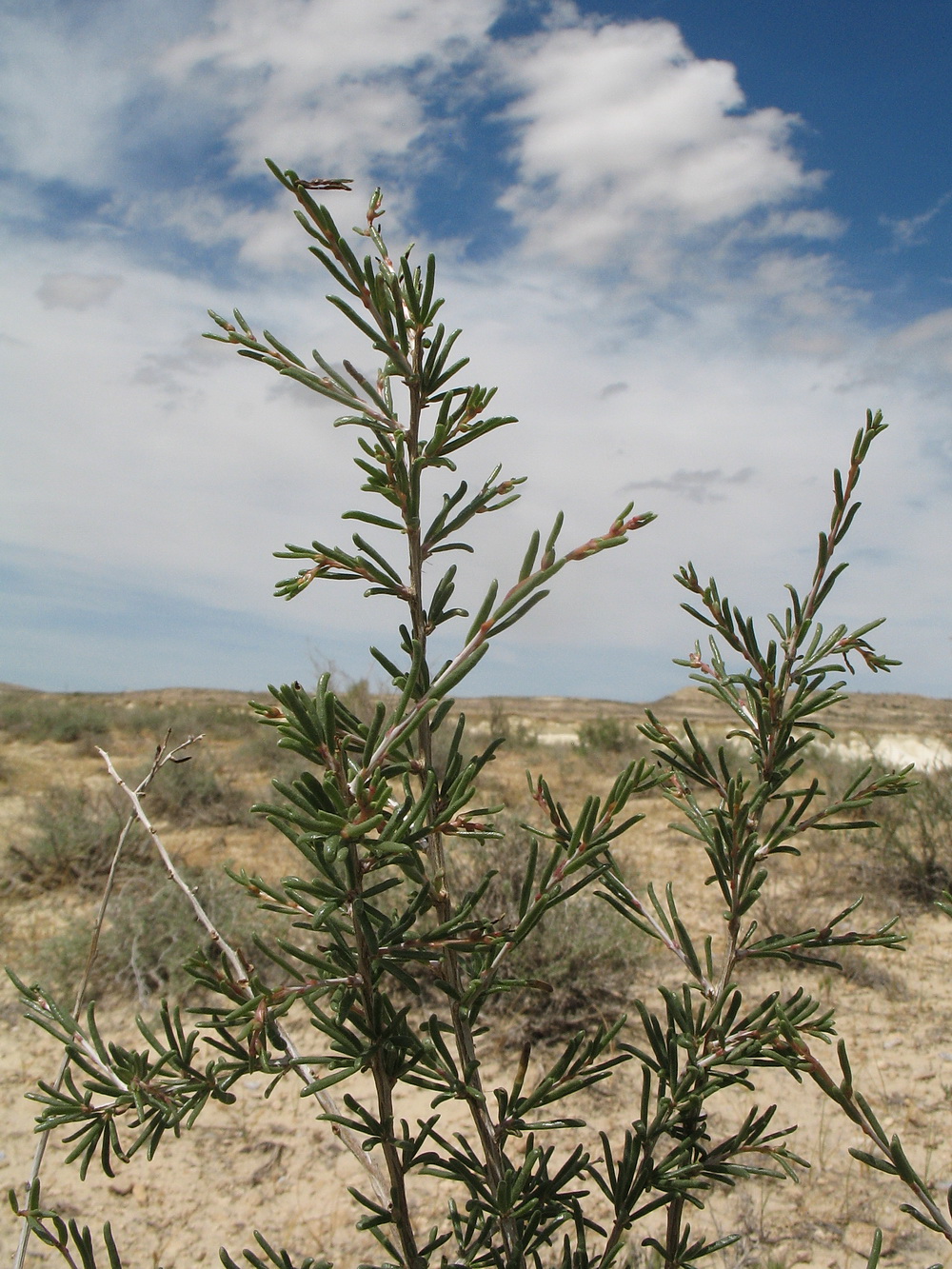 Изображение особи Salsola arbuscula.