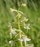 Platanthera chlorantha