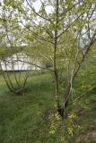 Salix excelsa