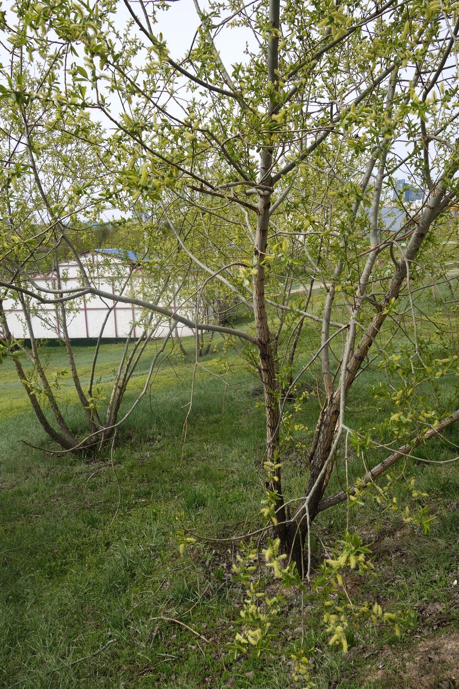 Image of Salix excelsa specimen.