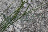 Image of taxon representative. Author is Владимир Панкратов