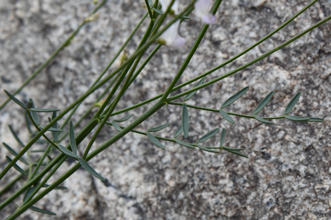 Image of Astragalus pseudomacropterus specimen.