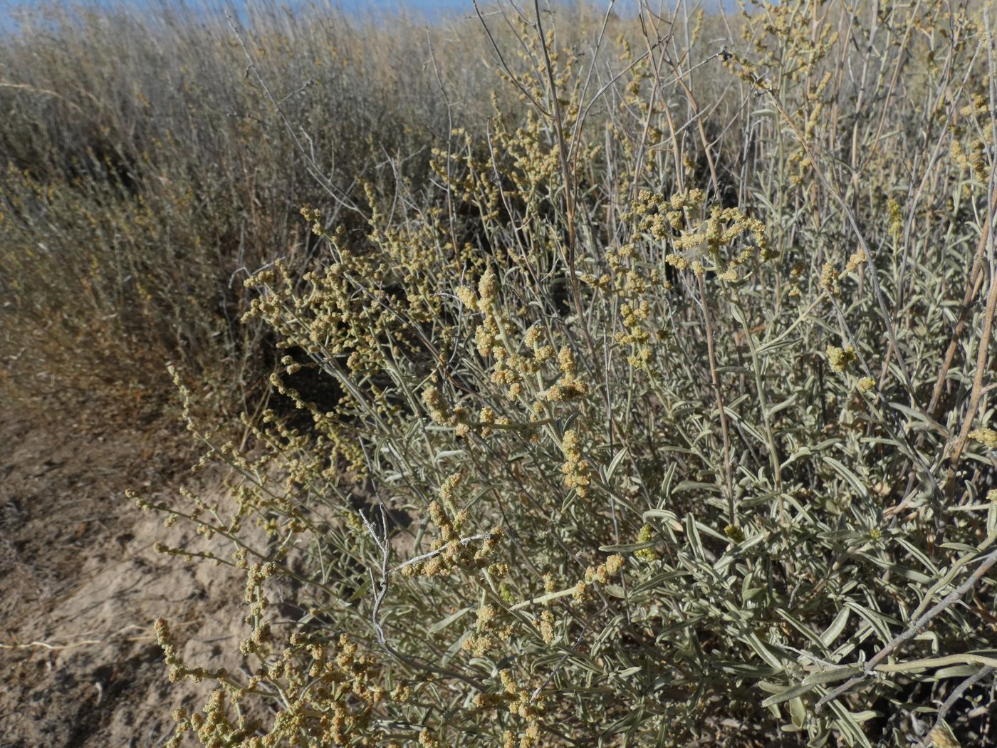 Изображение особи Atriplex cana.