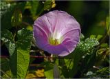Calystegia spectabilis
