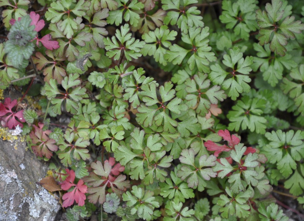Image of Geranium purpureum specimen.