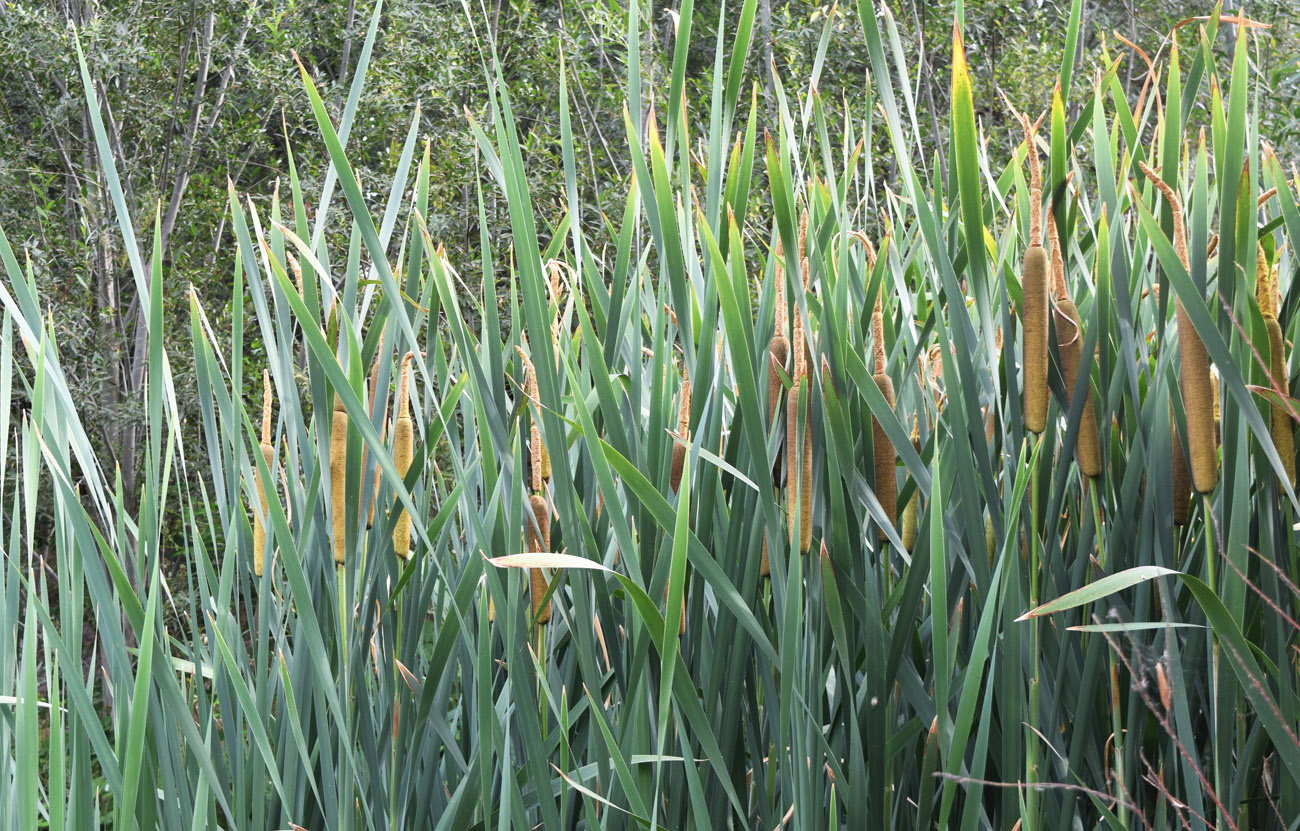 Изображение особи Typha latifolia.