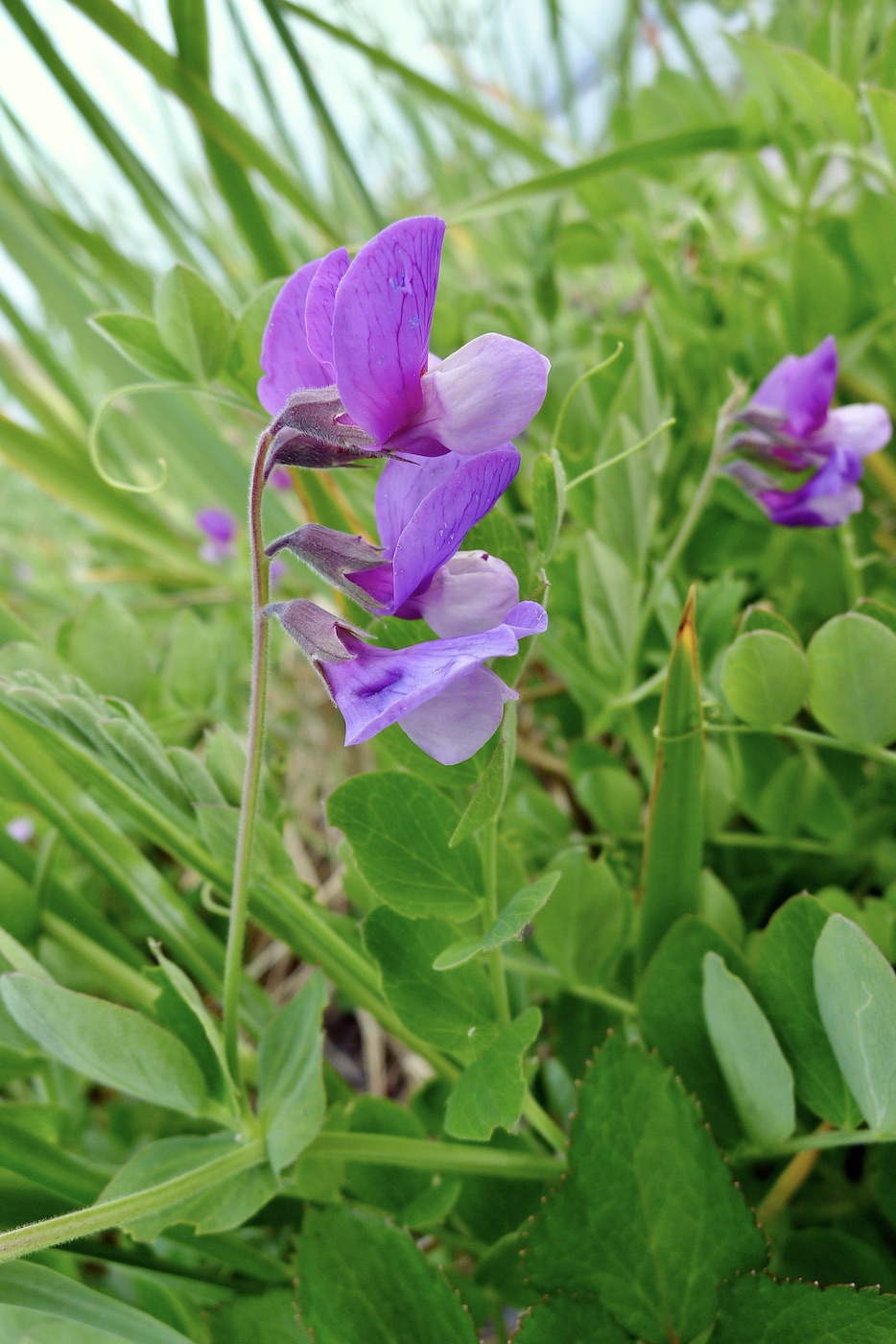 Image of Lathyrus japonicus specimen.