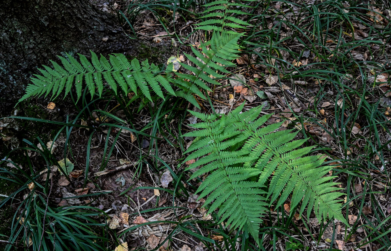 Изображение особи Dryopteris filix-mas.