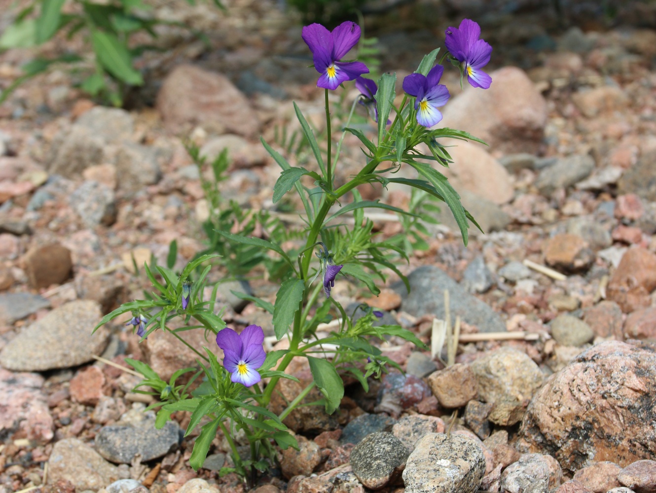 Изображение особи Viola maritima.