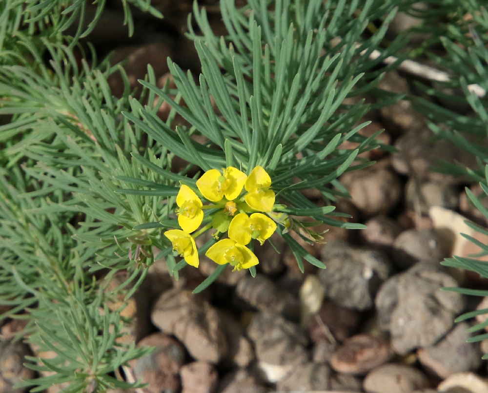 Image of Euphorbia cyparissias specimen.