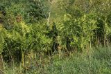Pteridium pinetorum. Заросль. Псковская обл., Печорский р-н, окр. дер. Вастцы, склон небольшого холма, суходольный злаково-разнотравный луг на известняке. 18.08.2024.