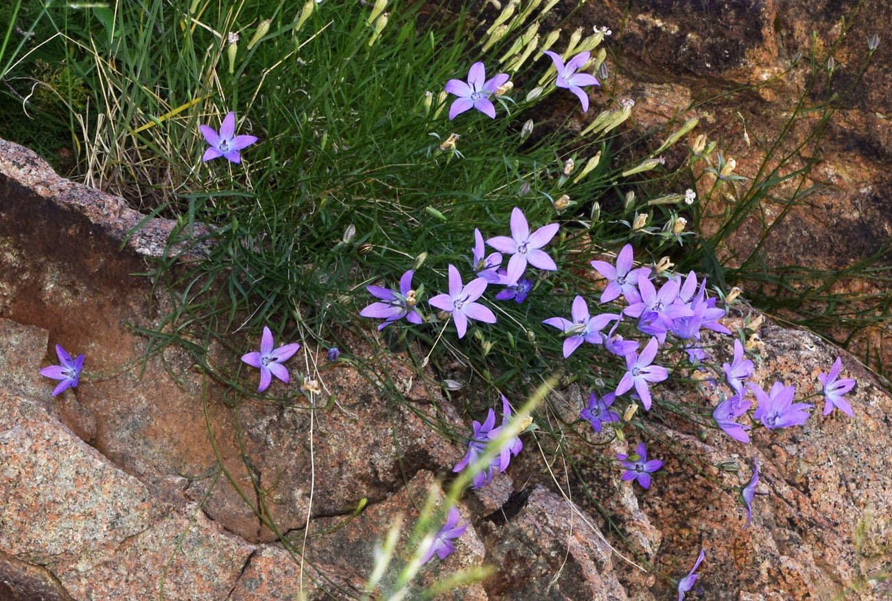 Image of Campanula alberti specimen.