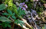 Cardamine quinquefolia. Цветущее растение. Краснодарский край, Сочи, Хостинский р-н, ущ. р. Хоста, Тисово-самшитовая роща, смешанный лес. 10.03.2025.