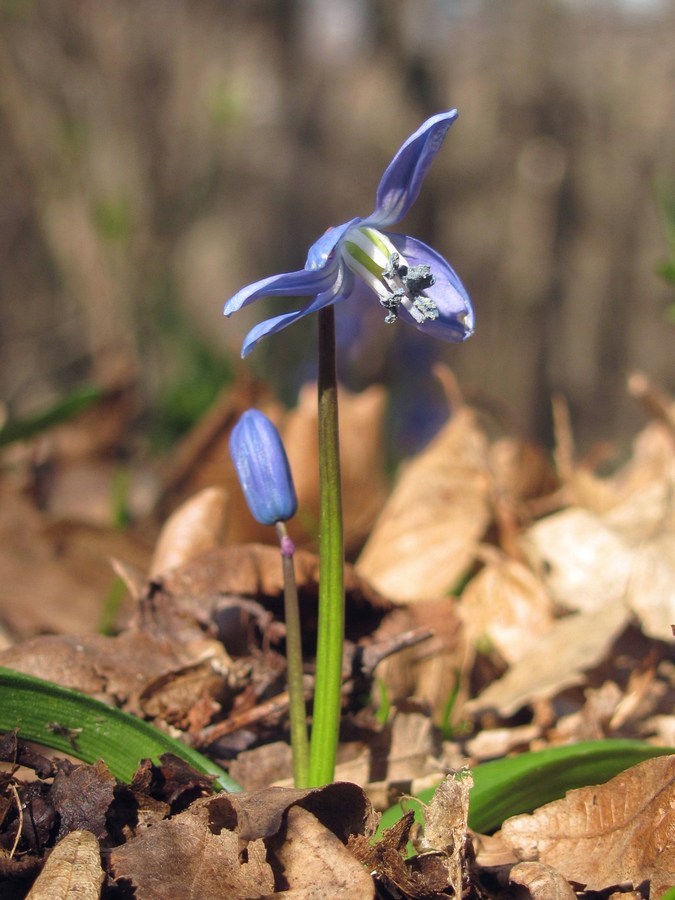 Изображение особи Scilla siberica.