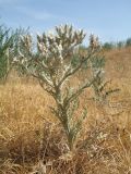 Cousinia mollis. Цветущее растение. Казахстан, Жамбылская обл., правый берег р. Аса, северное подножье бархана Кумтиын, участок осоковой степи. 25 мая 2025 г.