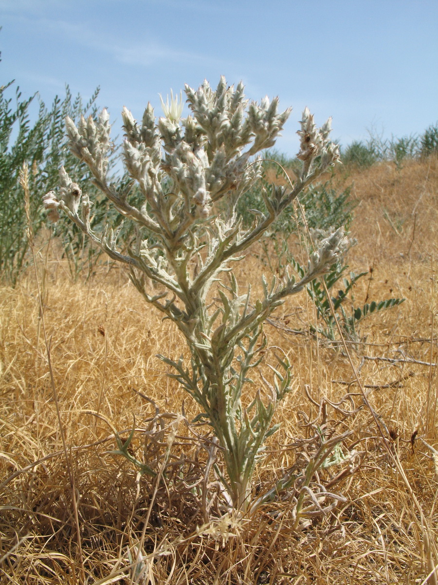 Image of Cousinia mollis specimen.