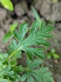 Teucrium botrys