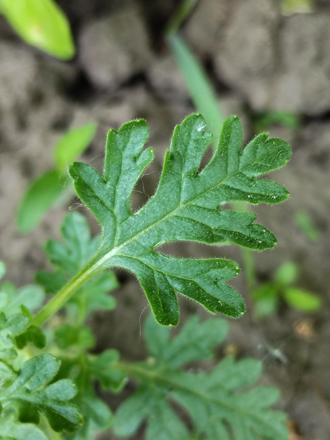 Image of Teucrium botrys specimen.
