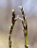 Carex lanceolata. Соцветие. Приморский край, Уссурийский гор. округ, окр. с. Монакино, поляна на небольшой сопке. 20.04.2025.