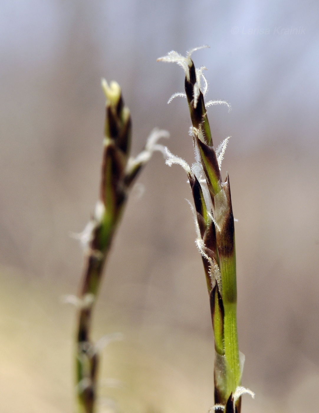 Изображение особи Carex lanceolata.