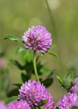 Trifolium pratense