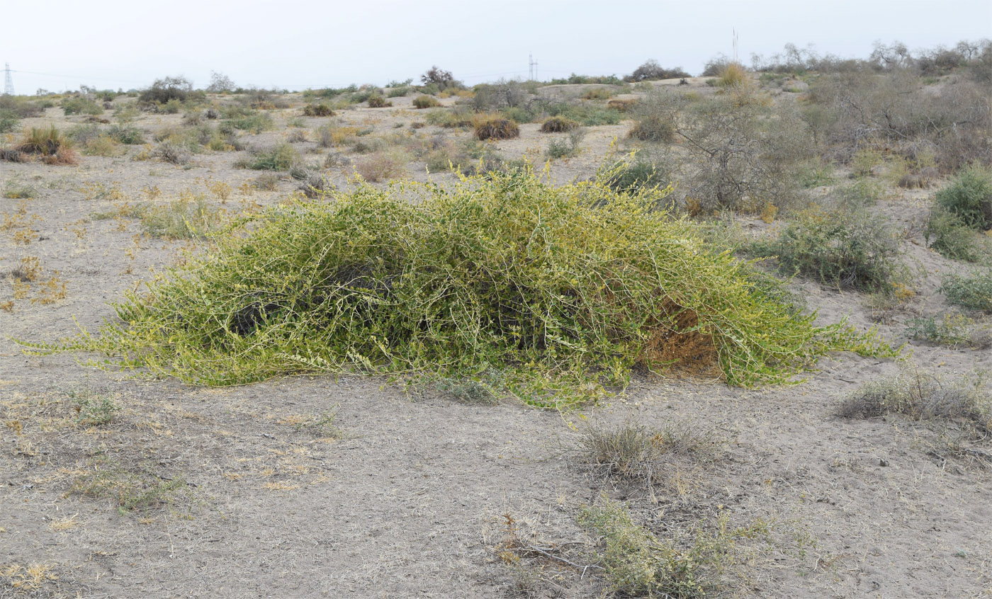 Image of Capparis herbacea specimen.