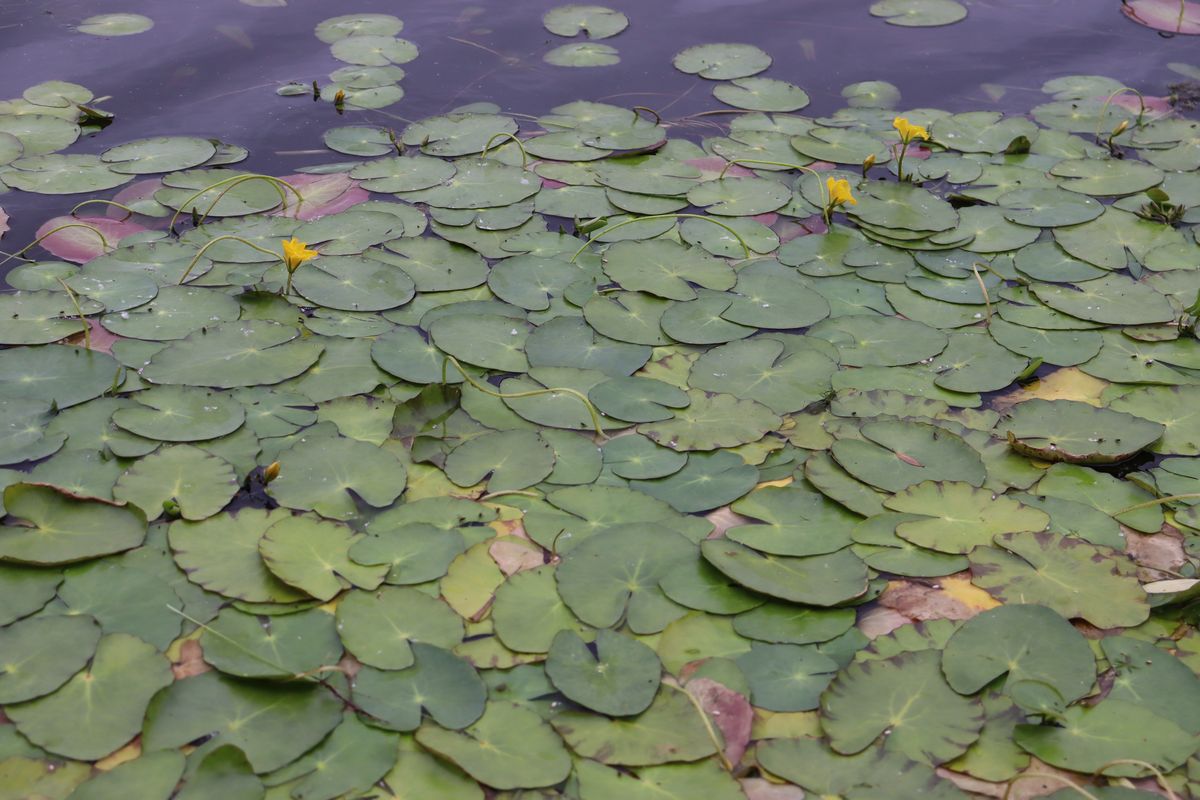 Image of Nymphoides peltata specimen.