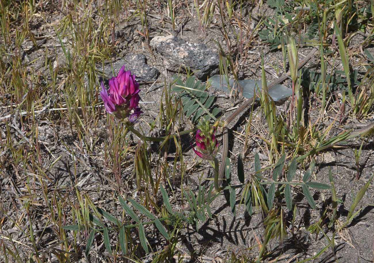 Image of familia Fabaceae specimen.