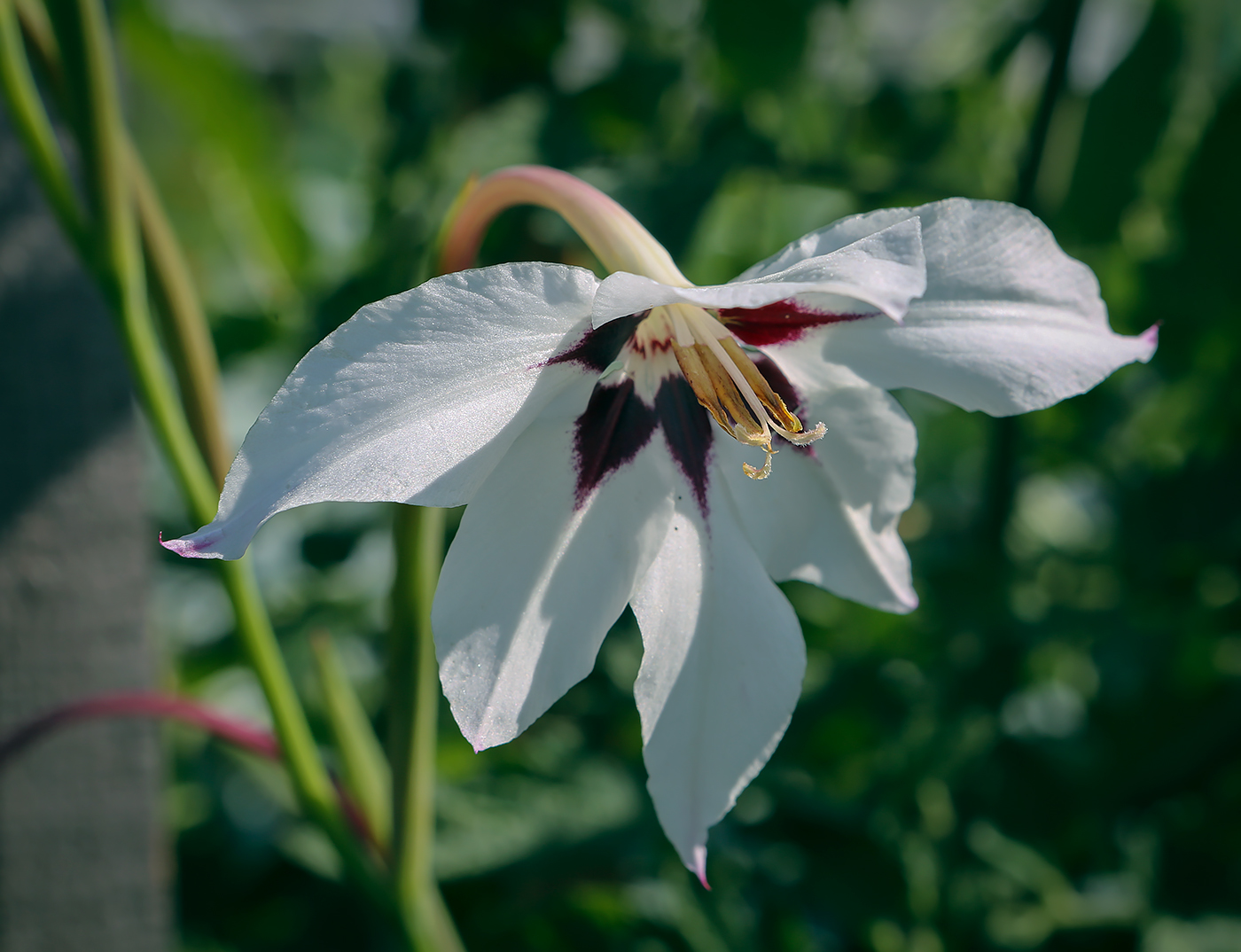 Изображение особи Gladiolus murielae.