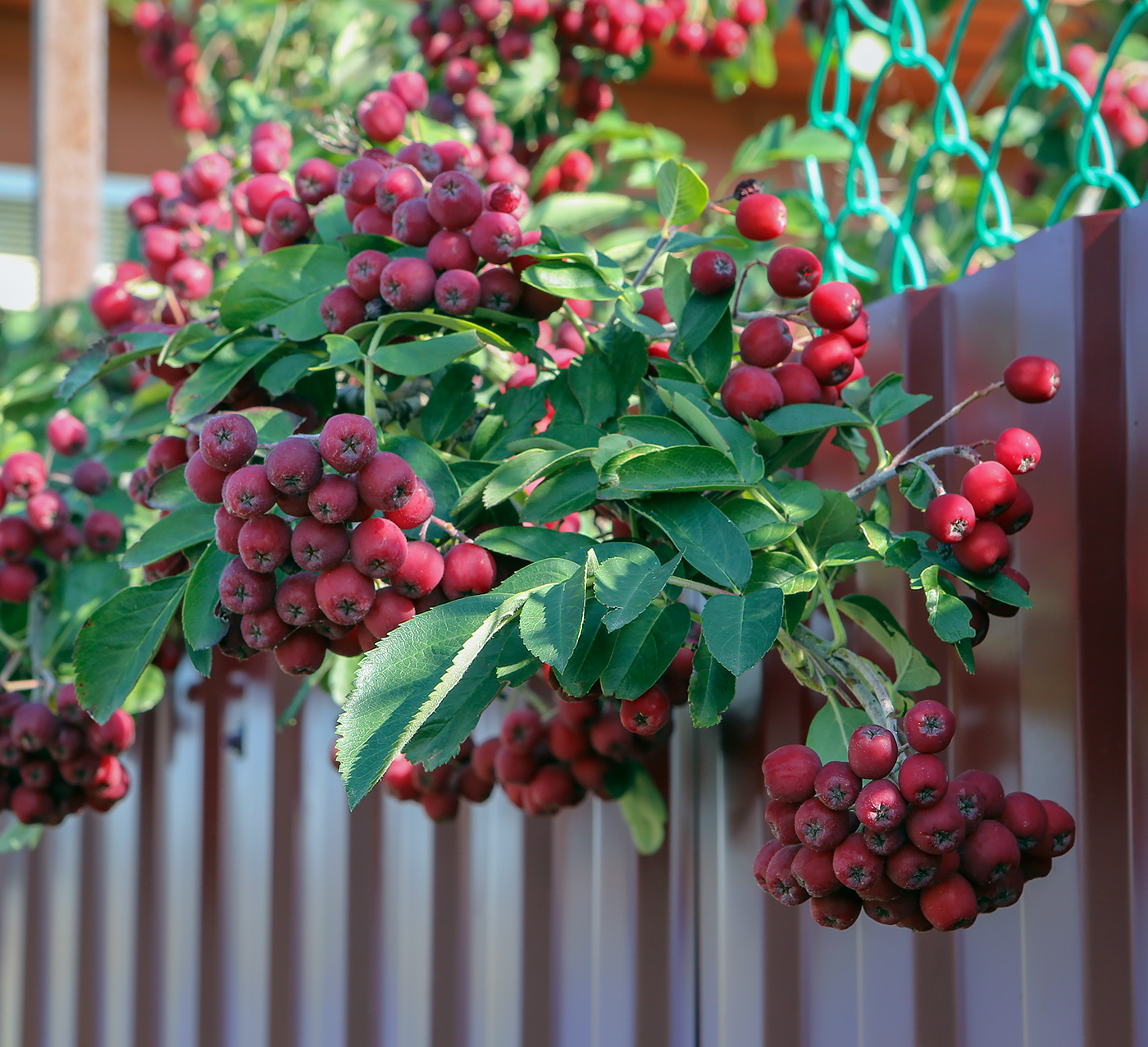 Изображение особи &times; Crataegosorbus miczurinii.